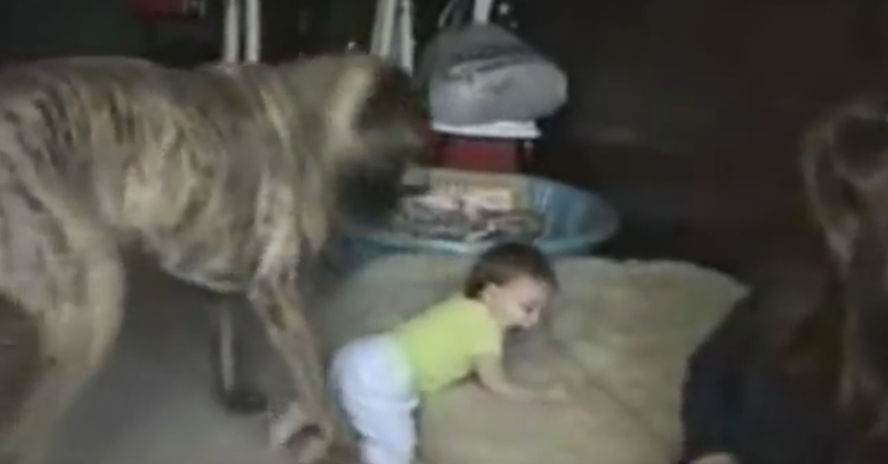YouTube/7funnyanimals