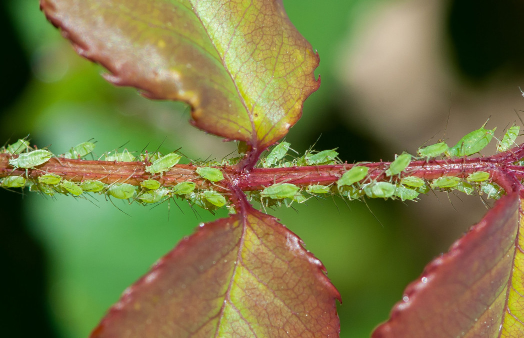 6 Natural Ways to Eliminate Aphids Crafty House