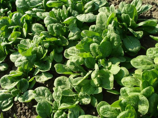 spinach