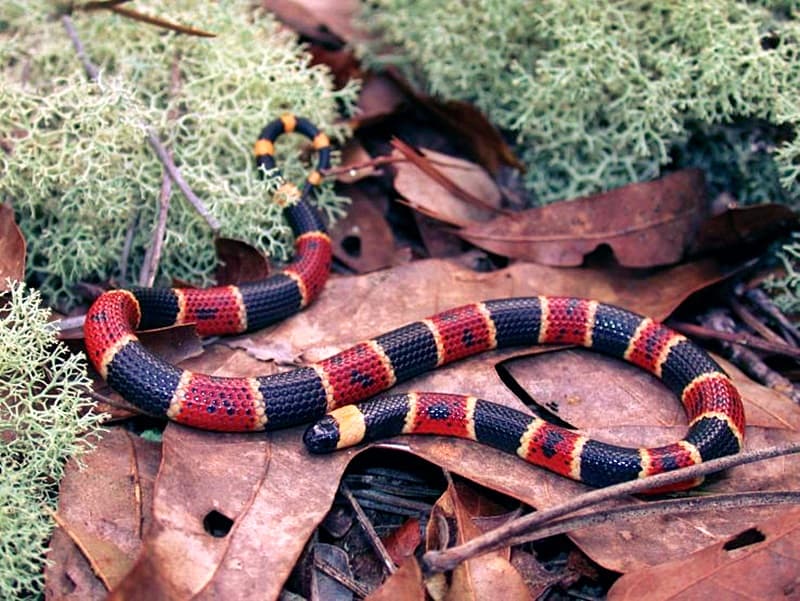 Eastern coral snake. Photo Credit: J.D. Willson, via the American Society of Ichthyologists and Herpetologists