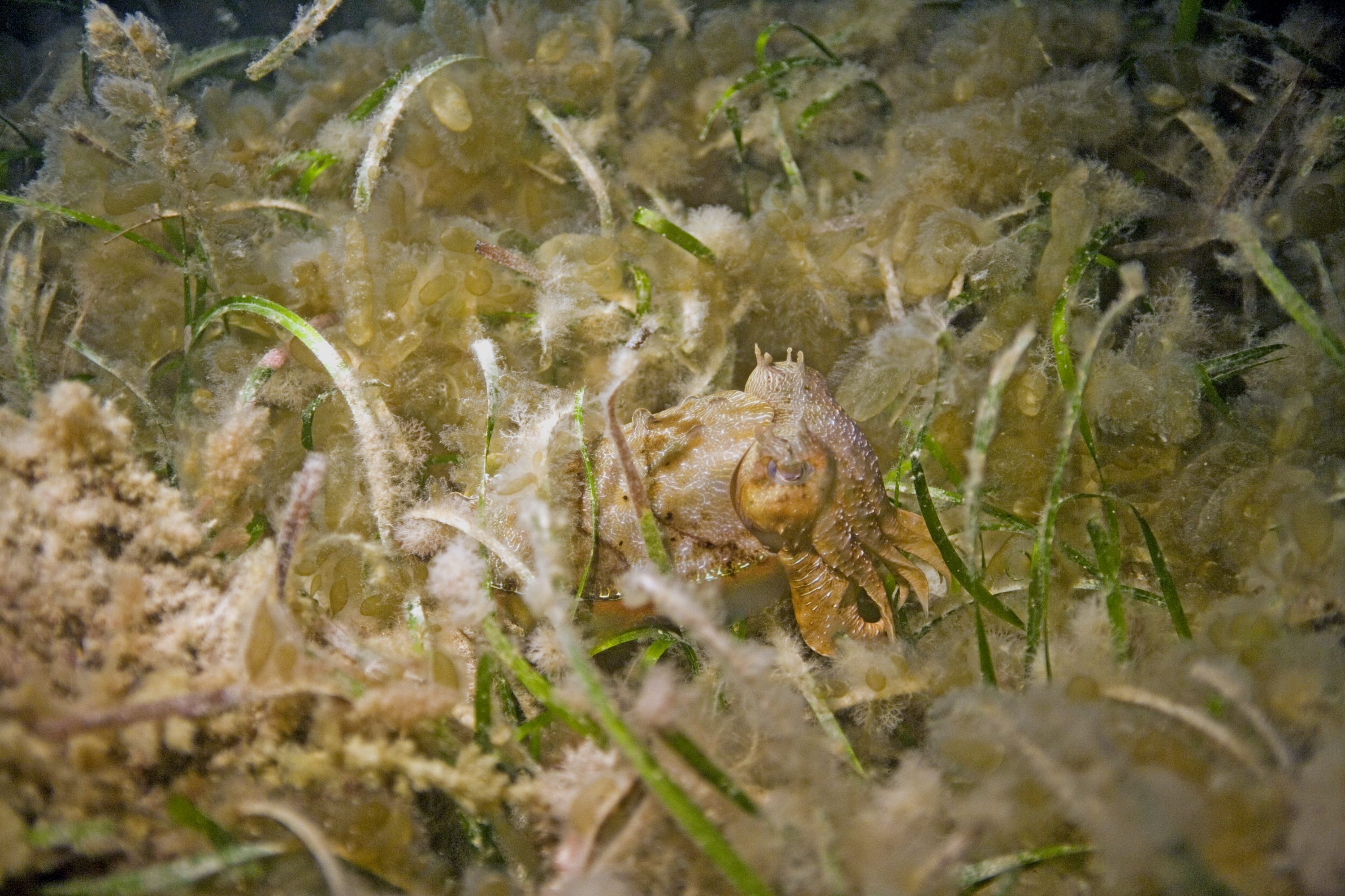 Justin Marshall via Marine Biological Laboratory