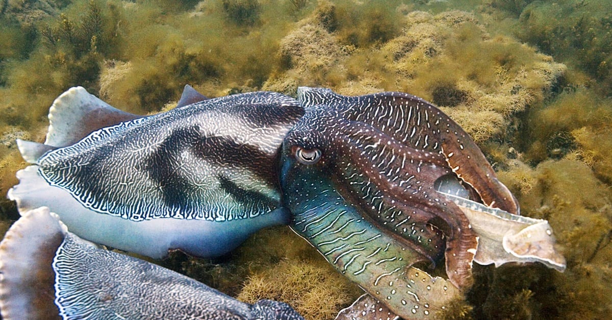 Roger Hanlon via Marine Biological Laboratory