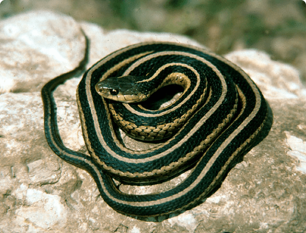 Eastern garter snake; one of the most common non-venomous snakes. Photo Credit: Jeff LeClere, via Fairfax Co. Public Schools