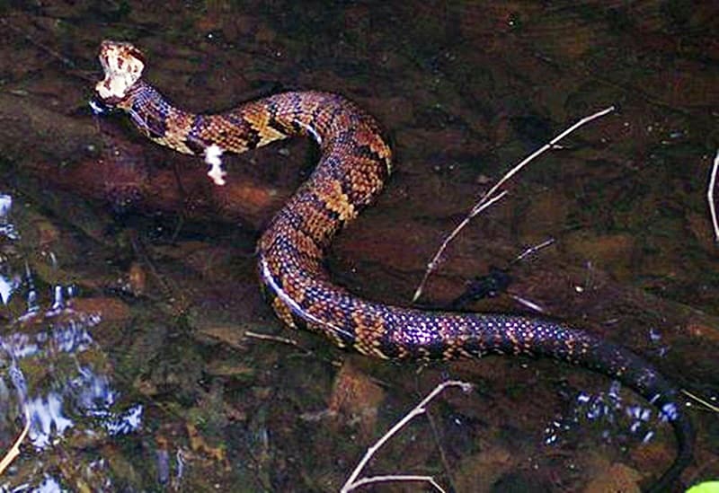 Water Moccasin (cottonmouth). Photo Credit: USFWS, via USGS