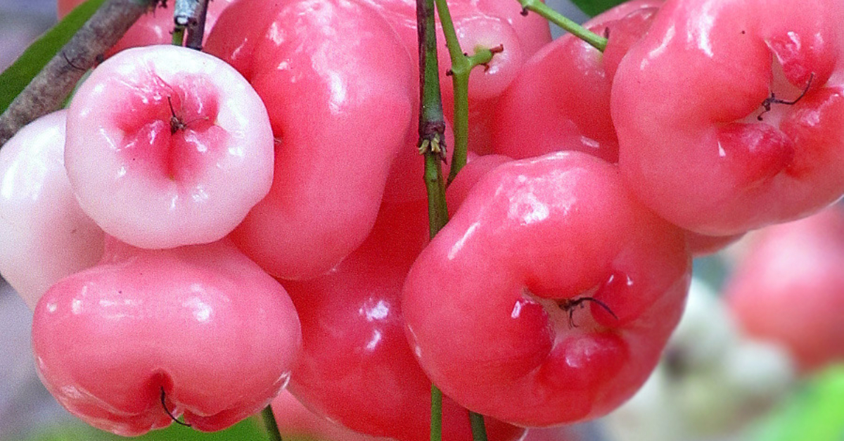 fruits and vegetables nutrients rambutan fruit fruits and vegetables nutrients rambutan fruit
