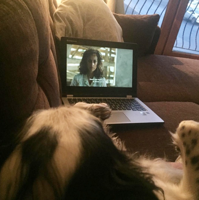 Netflix and dogs sounds like the ultimate staycation / Via Lizzy The Cocker