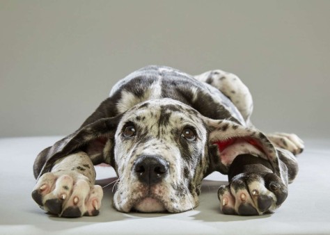 Bijoux. Great Dane. Team Fluff. 12 Weeks Old. Florida Little Dog Rescue.