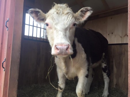 Skylands Animal Sanctuary and Rescue