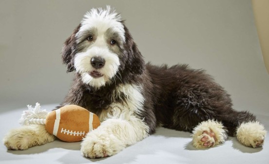 Gryffin. Old English Sheep Dog. Team Fluff. 15 Weeks Old. Florida Little Dog Rescue.
