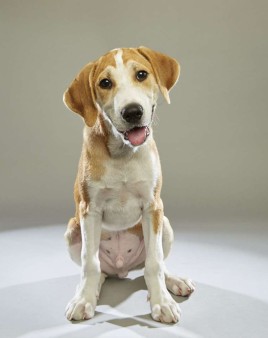 Hank. Team Ruff. Yellow Lab Husky Mix. 12 Weeks Old. Sanctuary Rescue.