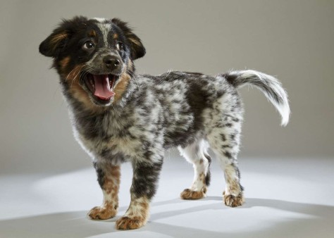 Jimmy. Spaniel Mix. Team Ruff. 12 Weeks Old. AHeinz57 Pet Rescue.