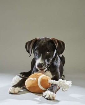 Marley. Lab. Team Ruff. 14 Weeks Old. Salfid Rescue.