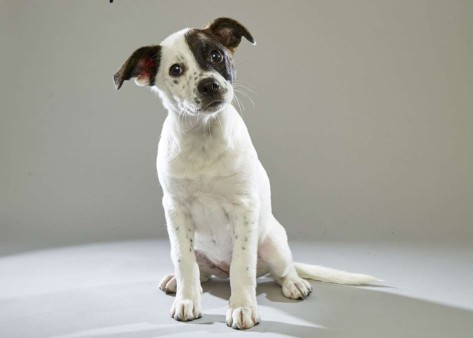 Miss Sassy. Boston Terrier. Team Fluff. 12 Weeks Old. Heinz57 Pet Rescue.