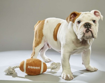 Otis. Bulldog. Team Ruff. 17 Weeks Old. Williamson County Animal Center.