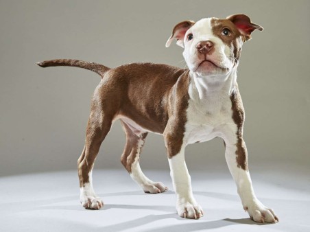Raphael. Pit Bull. Team Ruff. 13 Weeks Old. Williamson County Animal Center.