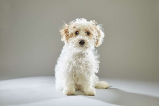 Toby. Maltese. Team Ruff. 18 Weeks Old. Nevada SPCA.