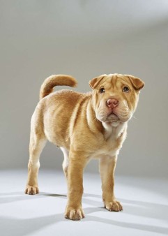 Wrinkles. Shar Pei. Team Fluff. 12 Weeks Old. Florida Little Dog Rescue.