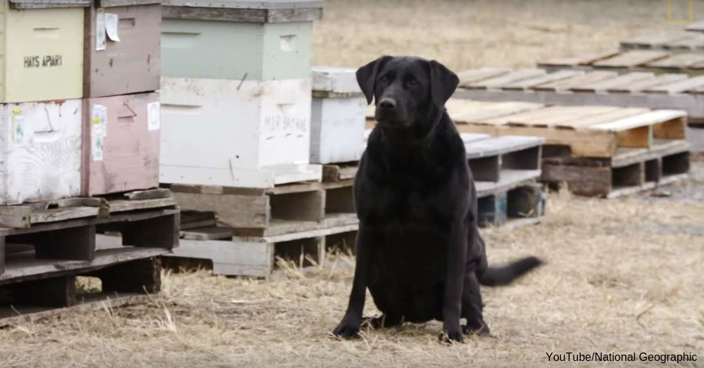 Check Out How Maryland Is Using A Dog To Save The Bees The Animal