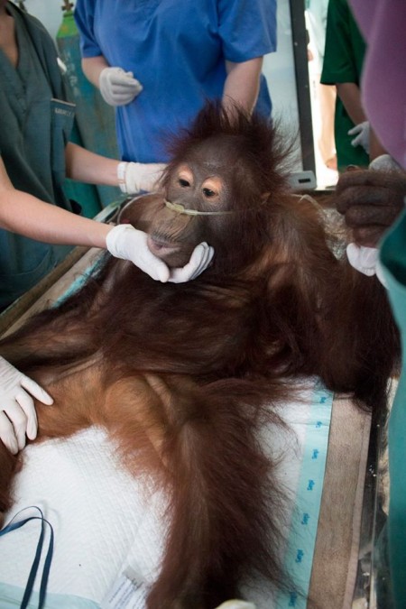 Source: International Animal Rescue