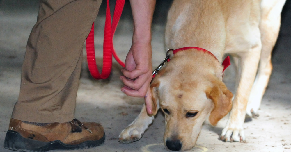 8 Crazy Things Dogs Can Sniff The Animal Rescue Site Blog