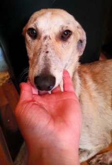 PAWS Animal Rescue