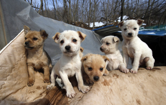 (AP Photo/Lee Jin-man)