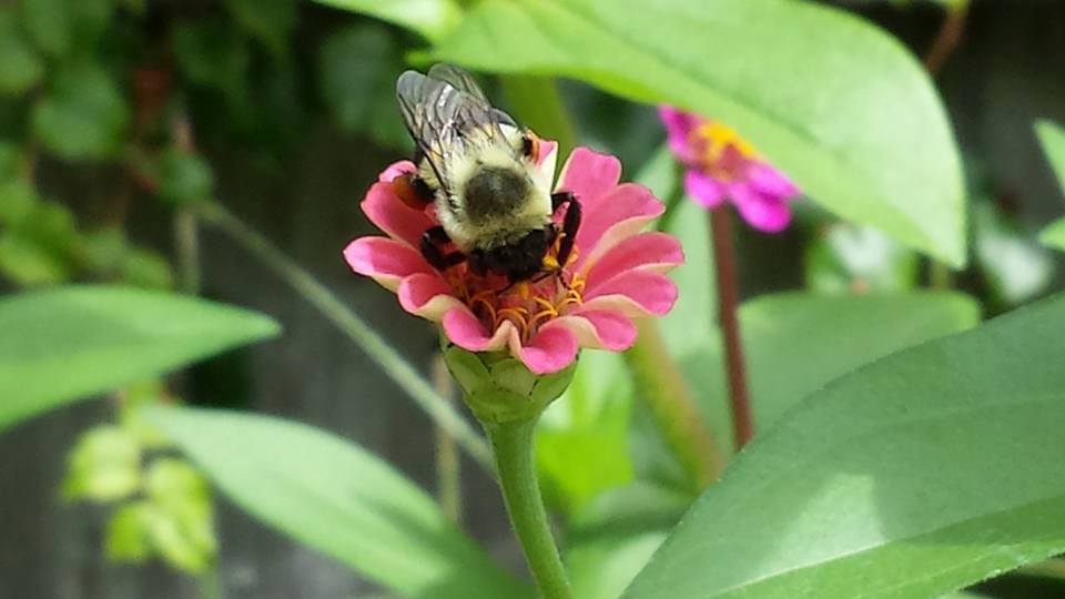 User submitted photo from Carol Boudreau