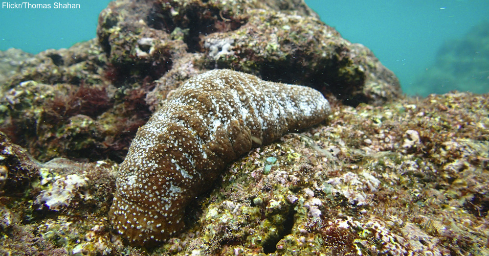 Let’s Save The Slimy Sea Cucumbers From Overharvesting The Rainforest