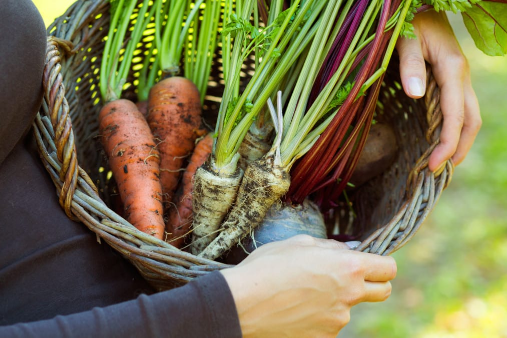 The Best Way To Store HomeGrown Root Vegetables So They Last A Long