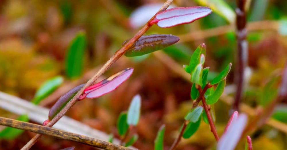 The Alexandrian Chamaedaphne shrub used by the Greeks as a hangover remedy / Via Joshua Mayer