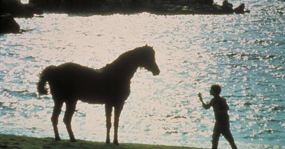 Via The Black Stallion