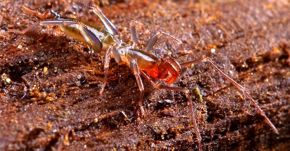 A schizomid insect similar to the Draculoides bramstokeri / Via Marshal Hedin