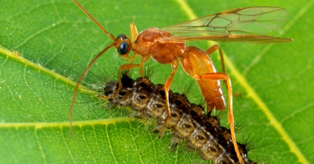 This wasp is part of the Aleiodes genus / Via The USDA