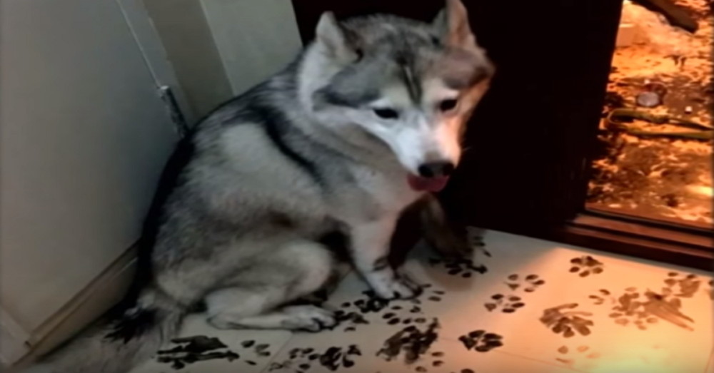 They Left Their Husky Home Alone For 3 Hours…But They Never Expected To