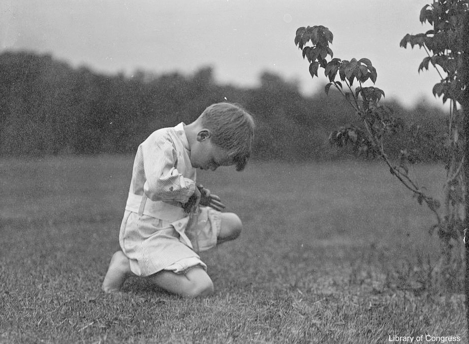 Little Boy Catching Bugs