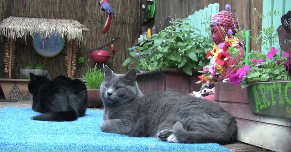 4 Steps To Create A Cat Garden Crafty House