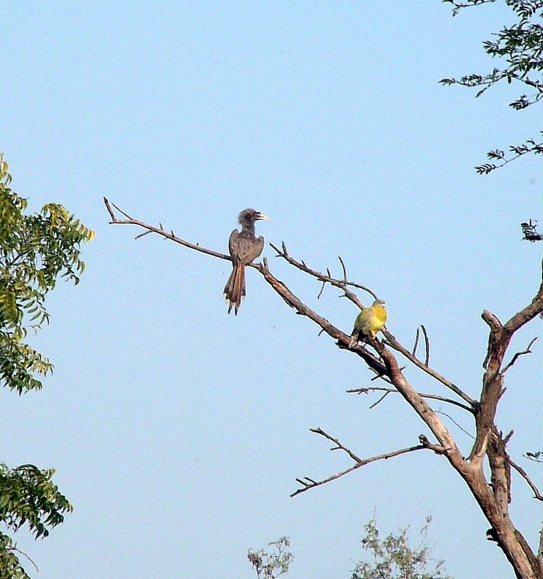 Van Harris - Indian Hornbills & Yellow-footed Pigeon; Bharatpur, India, 1-26-2006