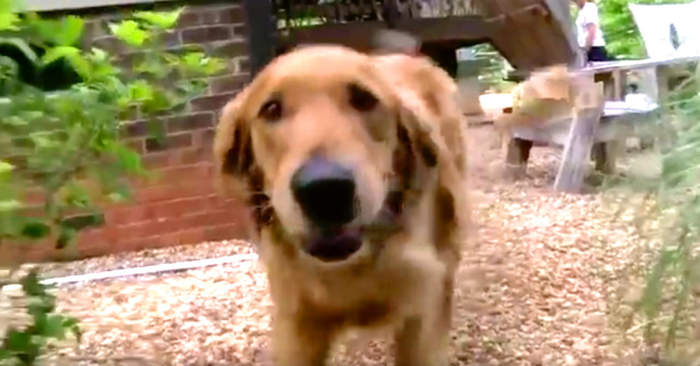 This Dog Loves His Doggy Daycare So Much, He Went There On His Own ...