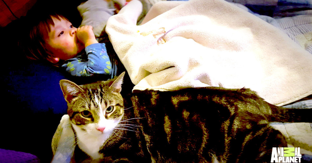 Herbie’s Little Human Needed A Hero. Good Thing This Cat Was Nearby To