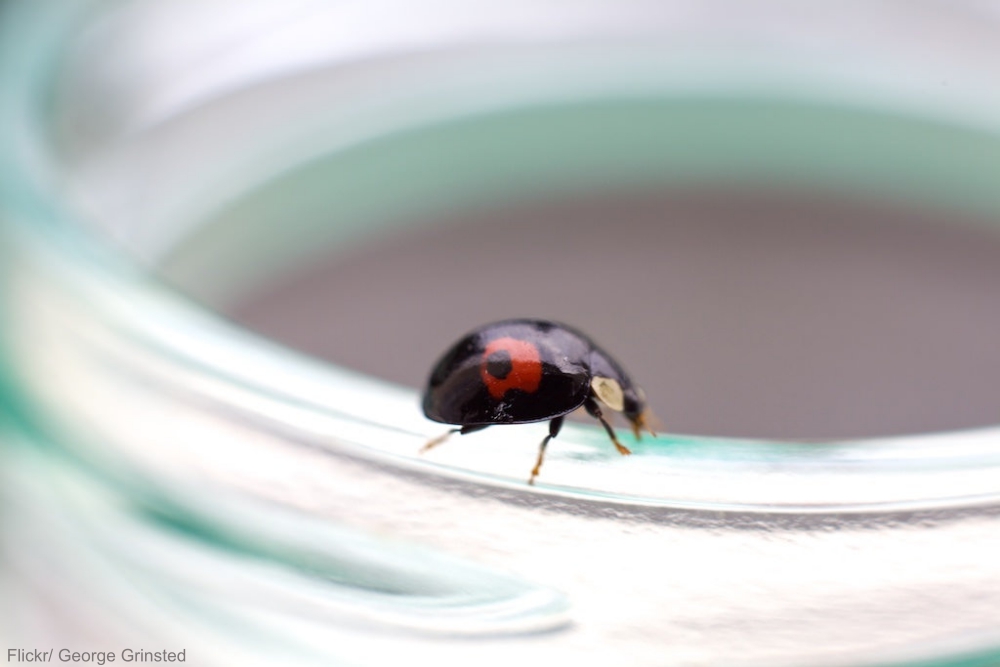 Lady Bug on Jar Rim