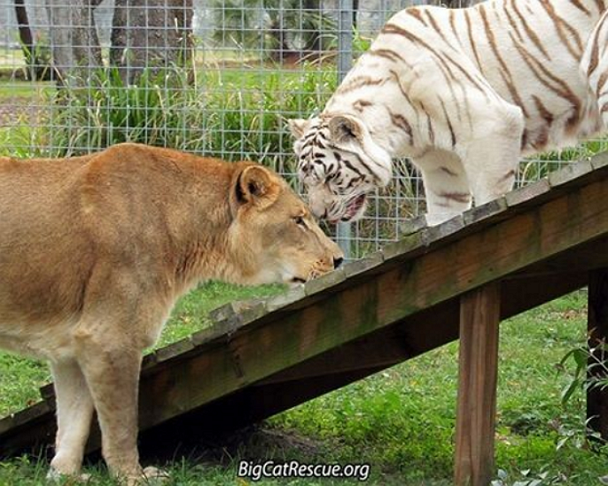 Different Big Cats Together In Enclosure Different Big Cats Together In Enclosure