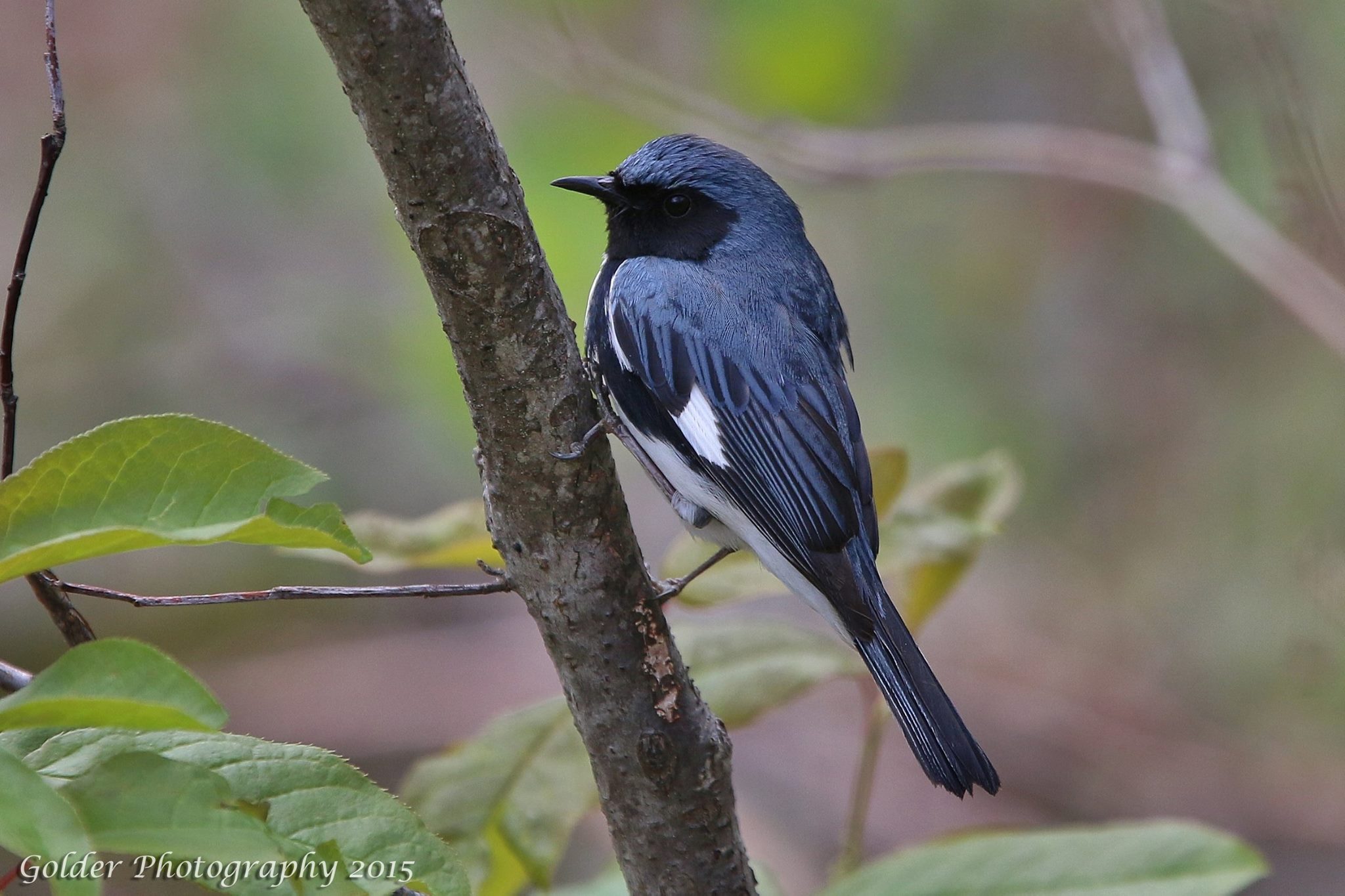 Golder Photography - Black-throated blue warbler- blue ridge parkway virgina jefferson national forest