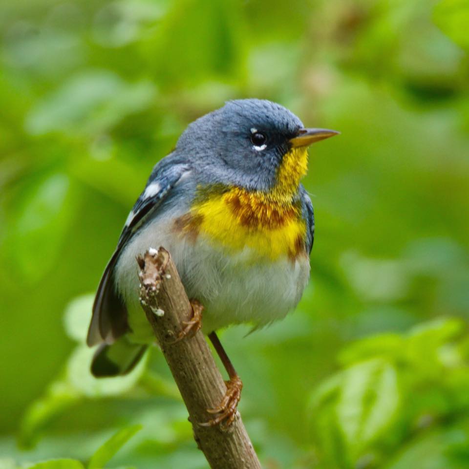 Northern Parula - Photo by Nathan Lewis