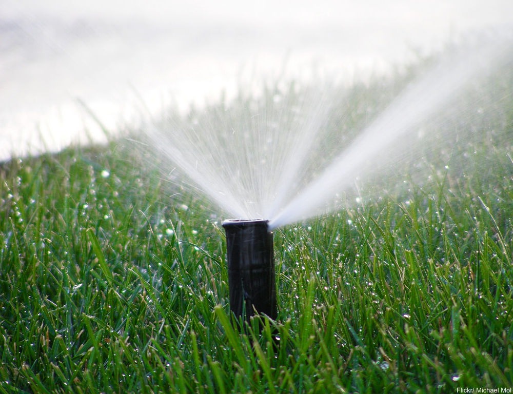 Sprinkler in Summer