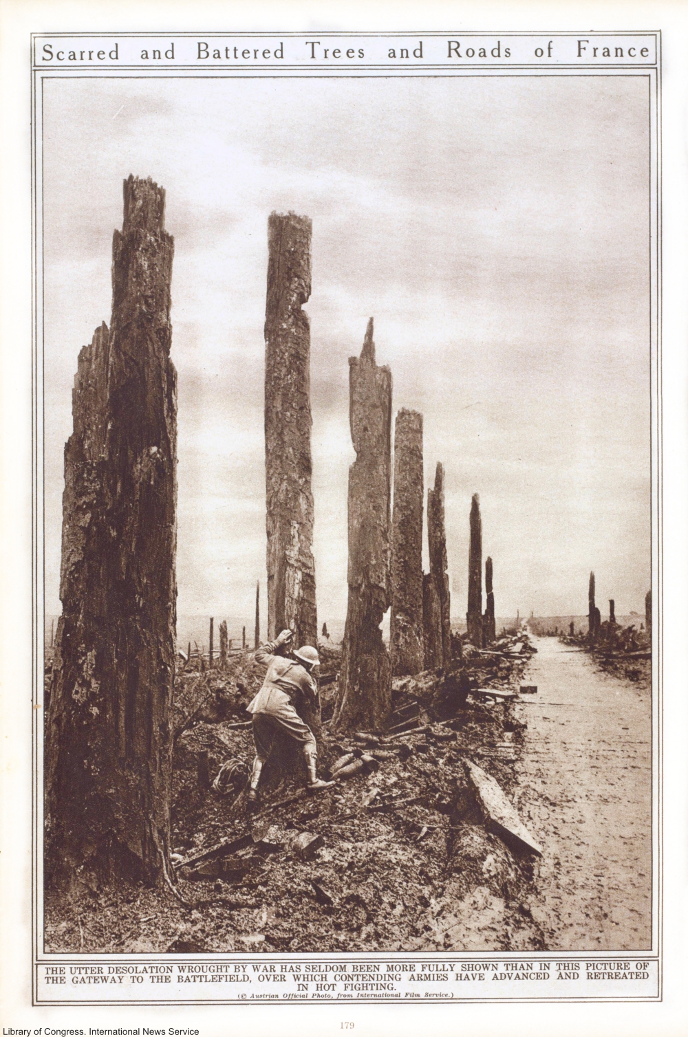 Damage to trees in France after WWI