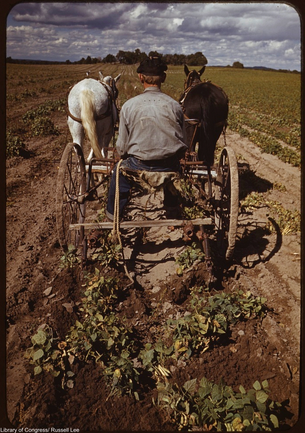 Bill Stagg turning up pinto beans, Pie Town, New Mexico 1940