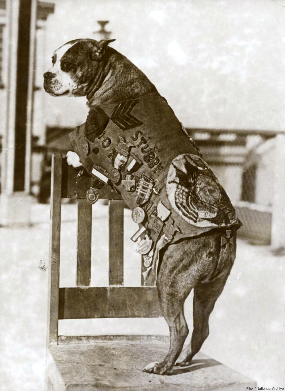 Sargeant Stubby the decorated WWI hero dog