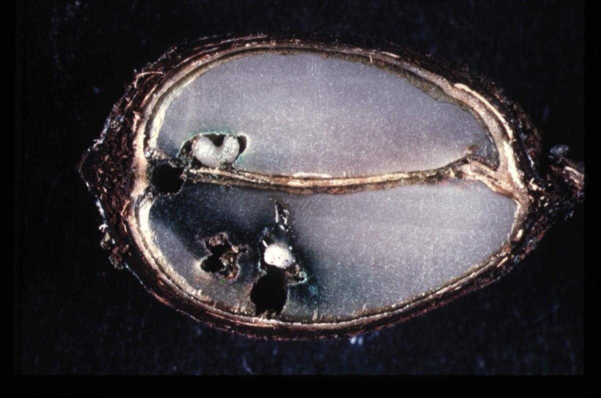 A coffee bean damaged by coffee berry borers. Photo courtesy Forum for Agricultural Risk Management in Development