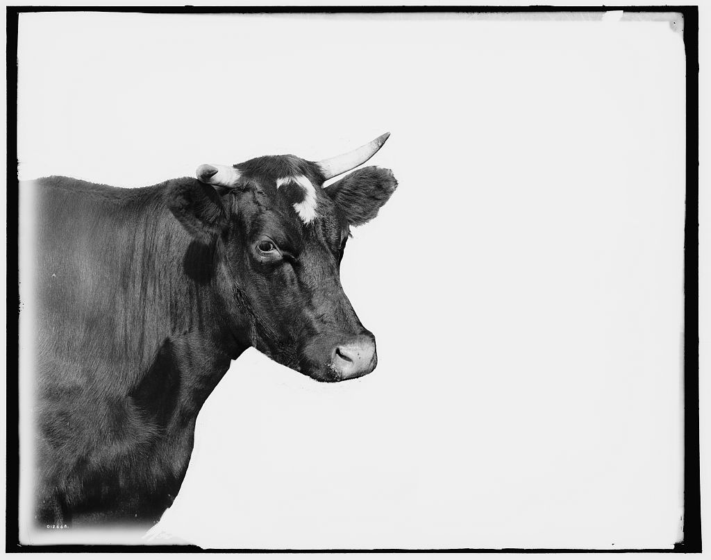 don't have a cow idiom origins