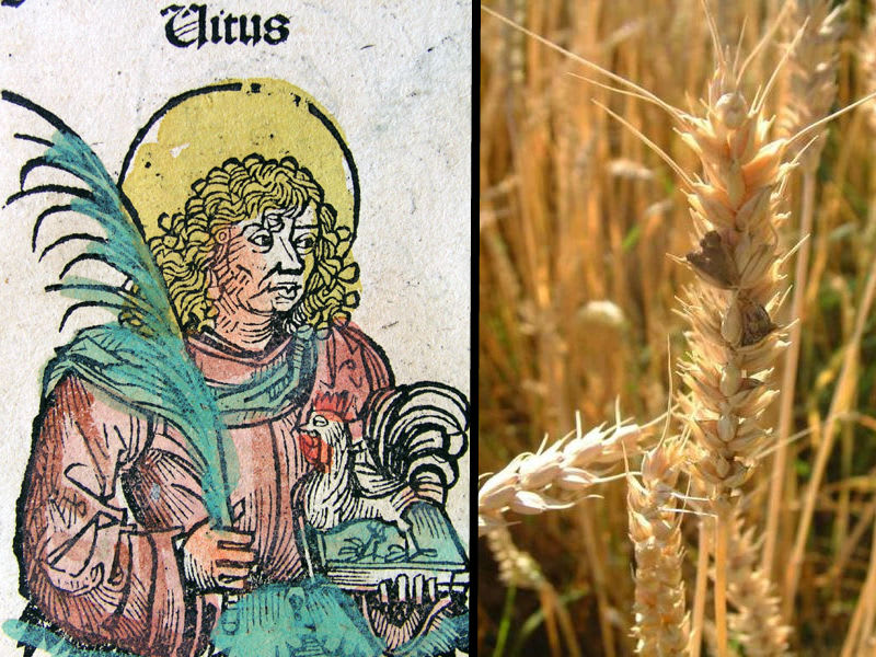 Modern theories suggest religious hysteria caused by famine (Saint Vitus pictured left) and ingestion of Ergot